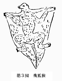 「第３図　飛狐猴」のキャプション付きの図